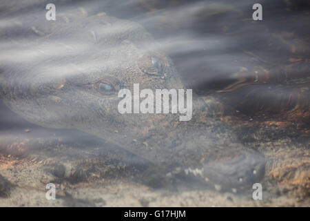 Ein amerikanisches Krokodil (Crocodylus Acutus) wartet mit Hinterhalt Beute in einer Lagune vor der Küste von Belize. Diese Art ist weit verbreitet. Stockfoto