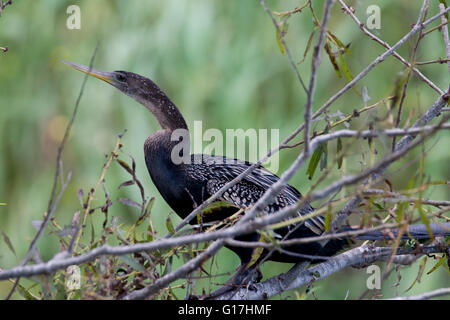 Anhinga (Anhinga Anhinga) sitzt im Baum entlang Pintail Drive, Cameron Prairie National Wildlife Refuge, Cameron Parish, La. Stockfoto