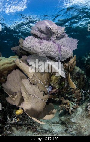 Gorgonien und anderen bunten Wirbellose wachsen auf ein flaches Karibik Riff in der Nähe von Turneffe Atoll in Belize. Stockfoto