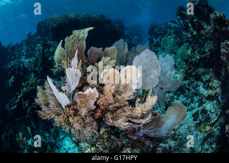 Gorgonien und anderen bunten Wirbellose wachsen auf ein flaches Karibik Riff in der Nähe von Turneffe Atoll in Belize. Stockfoto