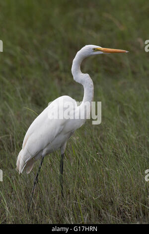 Silberreiher (Ardea Alba) steht im Sumpf Davis Straße entlang, in Cameron, Cameron Parish, La. Stockfoto