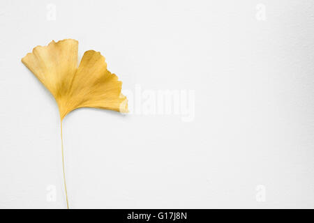 Getrocknete gelbe Ginkgo-Blätter auf einer isolierten weißen Hintergrund Stockfoto