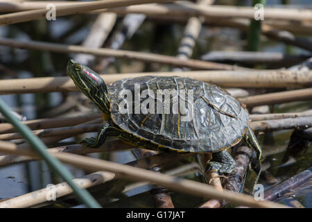 Juvenile rot-eared Slider, (ist Scripta Elegans), Wildlife Management Teiche Tingley Beach, Albuquerque, New Mexico, USA Stockfoto