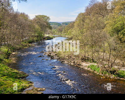 Einem ruhigen Abschnitt des Flusses Wharfe, in der Yorkshire Dales National Park, an einem hellen Frühlingstag. Bolton Abbey Estate... Stockfoto