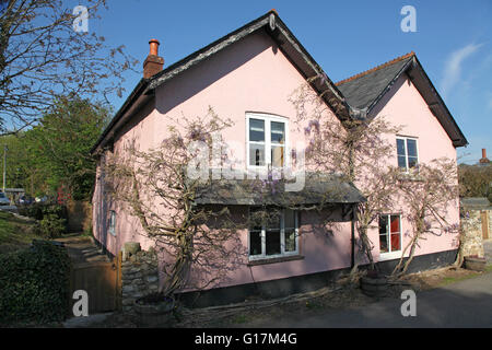 Ein Devon Cottage in charakteristische rosa waschen und bekränzt mit Glyzinien, eingebettet in der Abendsonne Stockfoto