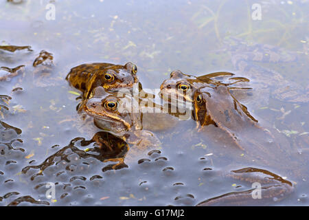 Gemeinsamen Frösche Rana Temporaria im Gartenteich für die Paarung Ritual März Norfolk Stockfoto