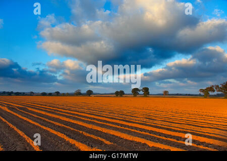 Kartoffelreihen Feld in der Nähe von Hanworth Norfolk Herbstabend Stockfoto