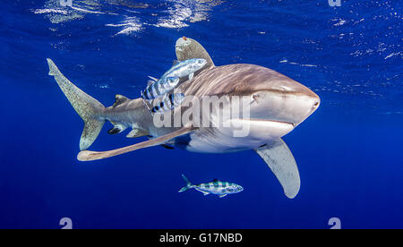 Ozeanische Weißspitzen Hai mit Pilot Fische um ihn herum Stockfoto