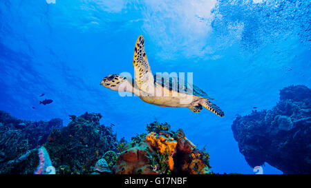 Hawksbill Schildkröten schwimmen über Korallen, Cozumel Stockfoto