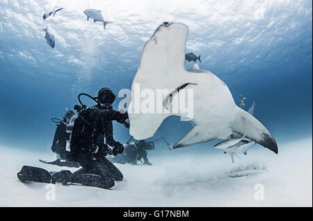 Großer Hammerhai mit Tauchern um ihn herum Stockfoto