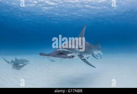 Großer Hammerhai mit Ammenhaie in der Nähe Stockfoto