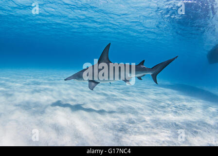 Großer Hammerhai-schwimmen in der Nähe von Meeresboden Stockfoto