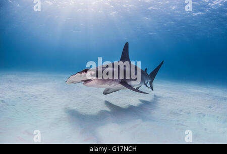 Großer Hammerhai-schwimmen in der Nähe von Meeresboden Stockfoto