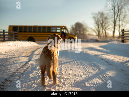 Golden Retriever gerade Mädchen Schule Bus vom Schnee bedeckten Strecke, Ontario, Kanada Stockfoto