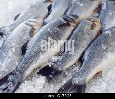 Rohe ganze Wolfsbarsch auf crushed-ice Stockfoto