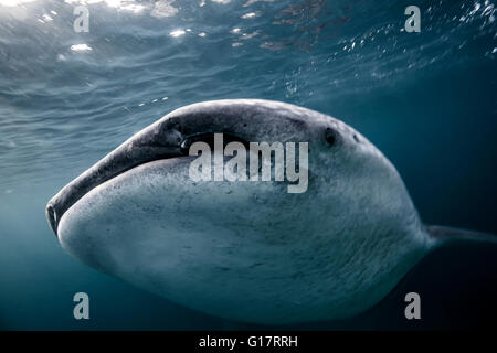 Whale Shark (Rhincodon Typus) Schwimmen im tiefen Wasser vor Malapascua Island, Cebu, Philippinen Stockfoto