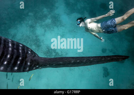 Mann schwimmen neben Walhai (Rhincodon Typus) im tiefen Wasser vor Malapascua Island, Cebu, Philippinen Stockfoto