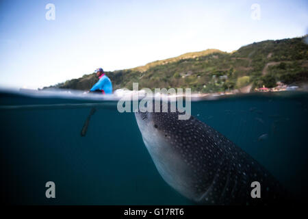 Einen riesigen Walhai (Rhincodon Typus) Schwimmen unter einem Boot,, Cebu, Philippinen Stockfoto