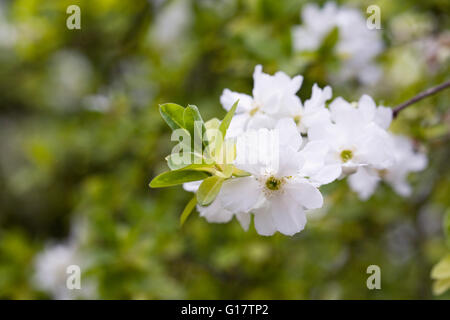 Exochorda X macrantha 'The Bride' Blumen im Frühjahr. Stockfoto