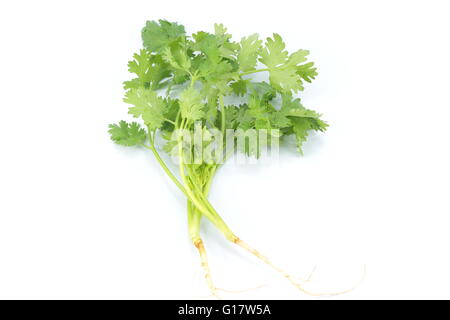 Brokkoli, die in der asiatischen Küche verwendet. Stockfoto