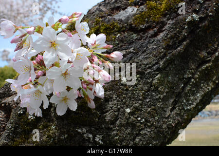 Ansammlung von Sakura Blüte Frühlingsblüten auf einem japanischen Yoshino Kirschenbaum Stockfoto