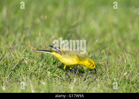 Schafstelze (Motacilla Flava) Männchen Futter auf der Weide. Stockfoto