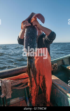 Fischer hält Humboldt Squid (Dosidicus Gigas) Stockfoto