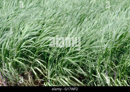 Wind im Zuckerrohrfeld Stockfoto
