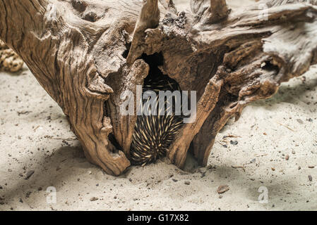 Sao Paulo, Brasilien, 16. Januar 2016: australischen Ameisenigel (Tachyglossus Aculeatus) versteckt Inisde ein Baum Bole Stockfoto