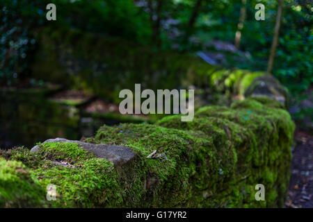 Ein Moos bedeckt Wand in einem dunklen Wald Stockfoto
