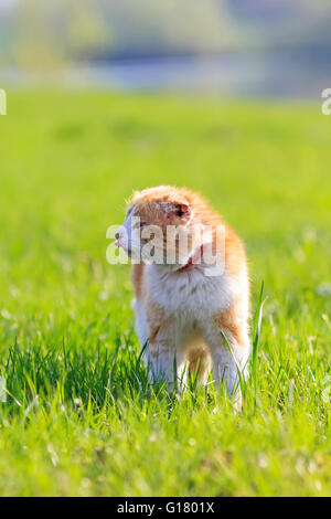 Tier, Hintergrund, schön, Schönheit, Beige, Katze, Farbe, bunt, süß, Hund, Inland, Familie, Stockfoto