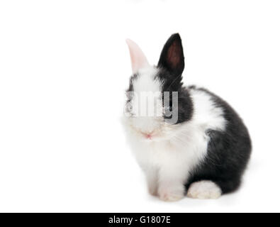 Hase sitzend isoliert auf weißem Hintergrund Stockfoto
