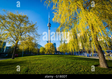 Bäume und der CN Tower gesehen von der Harbourfront in Toronto, Ontario. Stockfoto