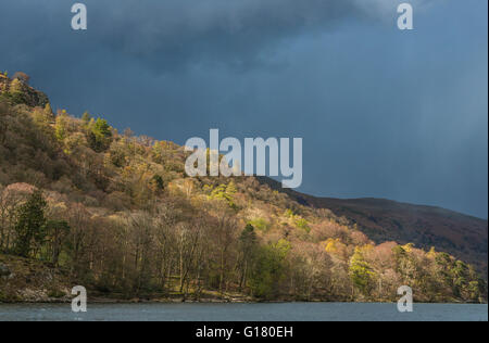 Glencoyne Wood auf der Seite des Ullswater beschienen von der Sonne, bevor ein Hagelschlag, im Lake District National Park trifft Stockfoto