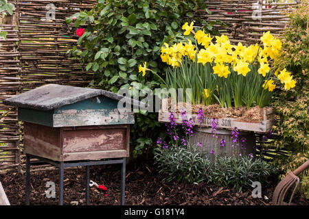 Harrogate Spring Flower Show 2016 North Yorkshire, England) - Bienenstock und Narzissen im "Tierparadies" Schaugarten. Stockfoto