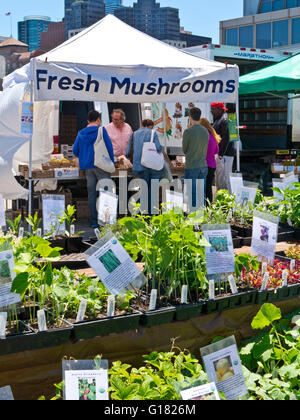 Beliebte Bauernmarkt frisches Pilz stall und Kräuter am Ferry Building Embarcadero der Ferry Plaza Farmers Market San Francisco Kalifornien USA Stockfoto