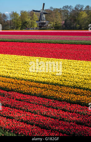 Keukenhof Gärten mit Windmühle. Blühende Tulpen, Tulpen Felder in der Umgebung des Keukenhof Flower Garden. Stockfoto