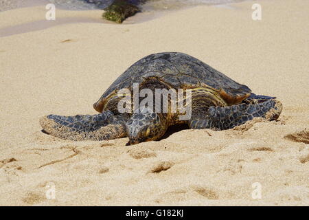 Wilde Honu riesigen Hawaiianische Grüne Meeresschildkröten am Hookipa Beach Park, Maui Stockfoto