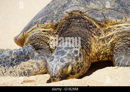 Wilde Honu riesigen Hawaiianische Grüne Meeresschildkröten am Hookipa Beach Park, Maui Stockfoto