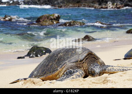 Wilde Honu riesigen Hawaiianische Grüne Meeresschildkröten am Hookipa Beach Park, Maui Stockfoto