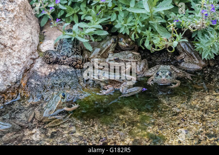 Tiefland Leopard Frog, (Lithobates Yavapaiensis), Arizona Stockfoto