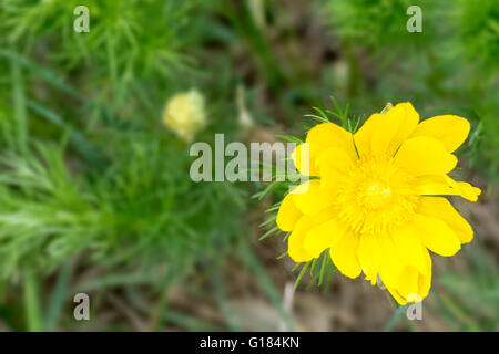 Fasan Auge Frühlingsblume im Slowakischen Karst - geringe Schärfentiefe Stockfoto