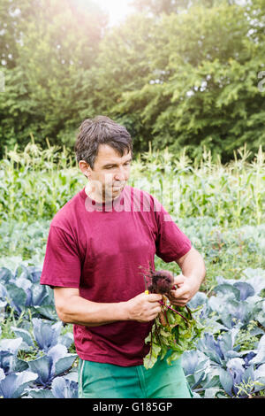 Bauern ernten Gemüse in Bio-Bauernhof Stockfoto