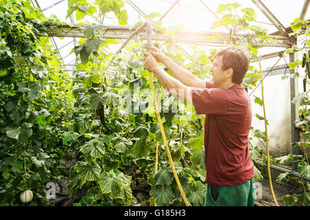 Landwirt arbeiten im Gewächshaus Stockfoto
