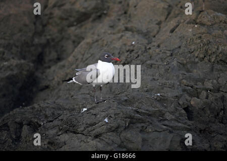 Lachende Möve (Larus Atricilla) Stockfoto