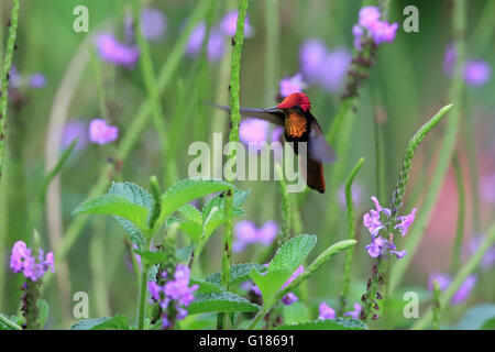 Ruby Topaz (Chrysolampis Mosquitus) Stockfoto