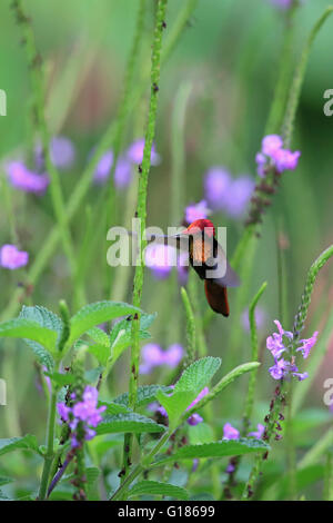 Ruby Topaz (Chrysolampis Mosquitus) Stockfoto