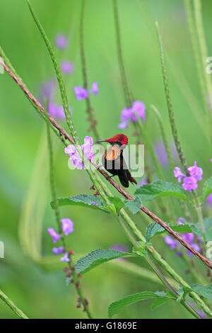 Ruby Topaz (Chrysolampis Mosquitus) Stockfoto