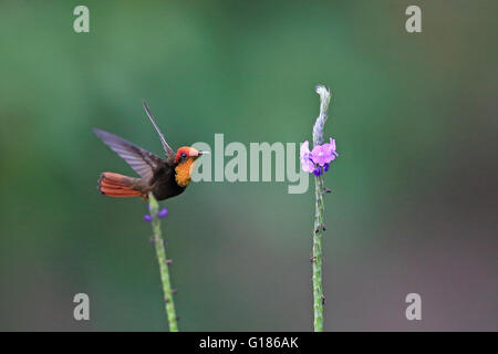 Ruby Topaz (Chrysolampis Mosquitus) Stockfoto