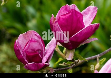 Kugelige rote Frühlingsblumen des Hybriden (Soulangeana X liliiflora) Magnolia 'Genie' Stockfoto